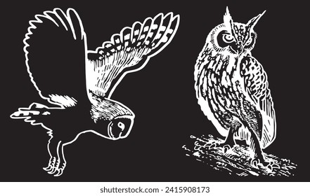 Conjunto gráfico de lechones sobre aves negras vectoriales nocturnas	