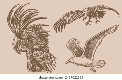 Graphical set of parrot, sea gull and vulture on sepia ,vector element of bird,ornithology	