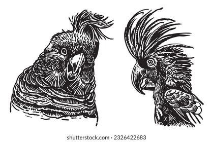 Graphical set of  parrots isolated on white,vector element of bird.Ink pen parrots