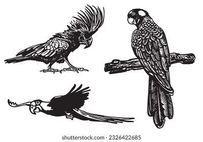 Graphical set of  parrots isolated on white,vector element of bird.Ink pen parrots