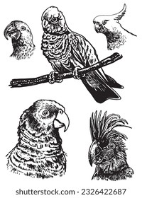 Graphical set of  parrots isolated on white,vector element of bird.Ink pen parrots