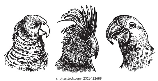 Graphical set of  parrots isolated on white,vector element of bird.Ink pen parrots