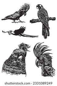 Graphical set of  parrots isolated on white,vector element of bird.Ink pen parrots,ornithology