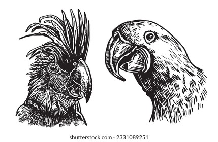 Graphical set of  parrots isolated on white,vector element of bird.Ink pen parrots,ornithology