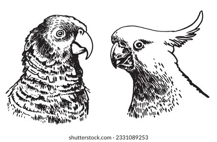 Graphical set of  parrots isolated on white,vector element of bird.Ink pen parrots,ornithology