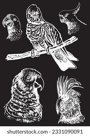 Graphical set of  parrots isolated on black,vector engraved elements of bird.Ink pen parrots