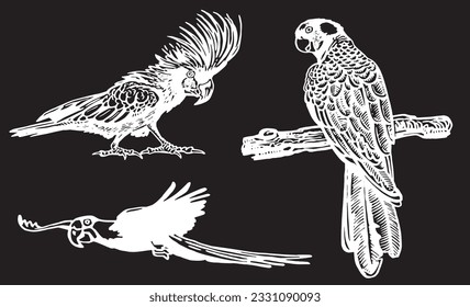 Graphical set of  parrots isolated on black,vector engraved elements of bird.Ink pen parrots