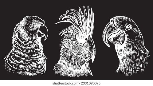 Graphical set of  parrots isolated on black,vector engraved elements of bird.Ink pen parrots