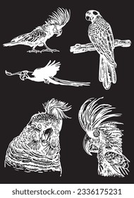 Graphical set of  parrots isolated on black,vector engraved elements of bird.Ink pen parrots