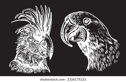 Graphical set of  parrots isolated on black,vector engraved elements of bird.Ink pen parrots