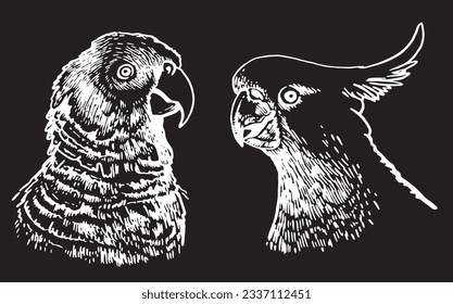 Graphical set of  parrots isolated on black,vector engraved elements of bird.Ink pen parrots