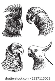 Graphical set of  parrots isolated on white,vector element of bird.Ink pen parrots,ornithology