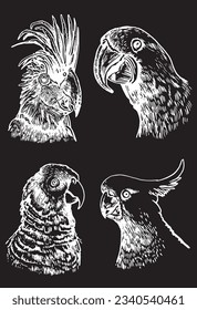 Graphical set of  parrots isolated on black,vector engraved elements of bird.Ink pen parrots