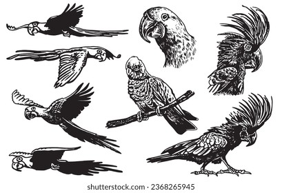 Graphical set of  parrots isolated on white,vector element of bird.Ink pen parrots,ornithology