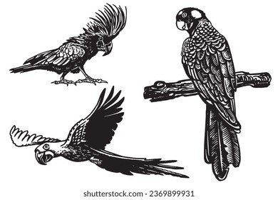 Graphical set of  parrots isolated on white,vector element of bird.Ink pen parrots,ornithology