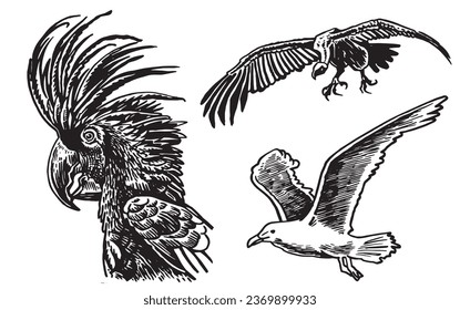 Conjunto gráfico de loros aislados en blanco,elemento vector de pájaro.Perros de pluma de tinta,ornitología