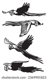 Graphical set of  parrots isolated on white,vector element of bird.Ink pen parrots,ornithology