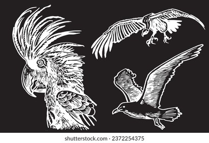 Graphical set of  parrots isolated on black,vector element of bird.Ink pen parrots,ornithology