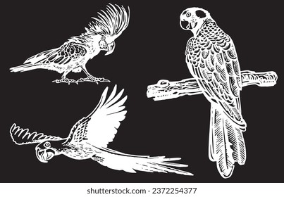 Graphical set of  parrots isolated on black,vector element of bird.Ink pen parrots,ornithology