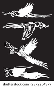 Graphical set of  parrots isolated on black,vector element of bird.Ink pen parrots,ornithology