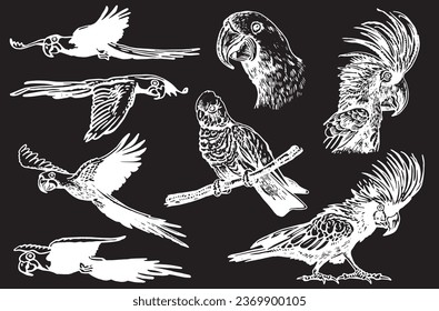 Graphical set of  parrots on black background,vector element of bird.Ink pen parrots,ornithology