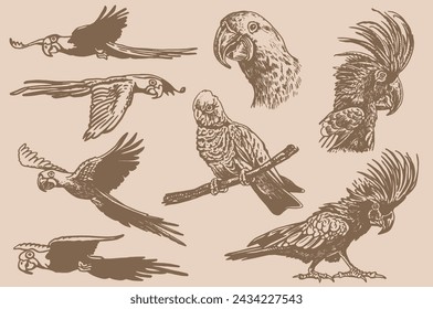 Graphical set of parrots  on sepia background,vector element of bird.Ink pen parrots,ornithology	