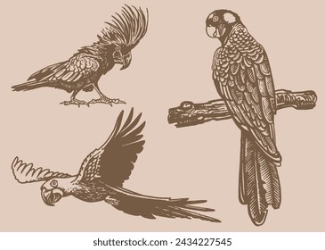 Graphical set of parrots  on sepia background,vector element of bird.Ink pen parrots,ornithology	