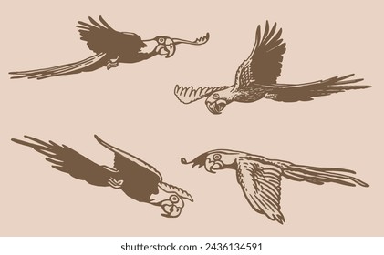 Graphical set of parrots on sepia background,vector element of bird.Ink pen parrots,ornithology	