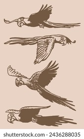 Graphical set of parrots on sepia background,vector element of bird.Ink pen parrots,ornithology