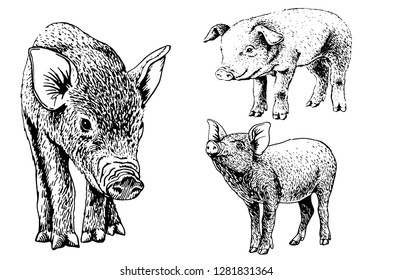 Graphical set of pigs isolated on white background, vector illustration, domestic animal