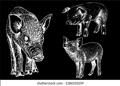 Graphical set of pigs isolated on black background,vector sketch