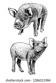 Graphical set of pigs isolated on white background,vector sketchy illustration for tattoo and printing