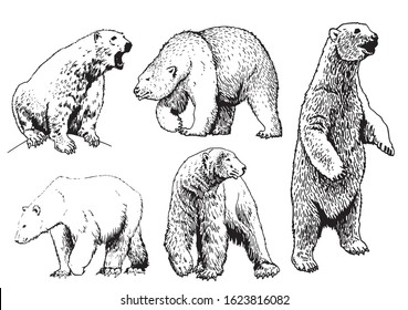 Ours Polaire Dessin Images Stock Photos Vectors Shutterstock