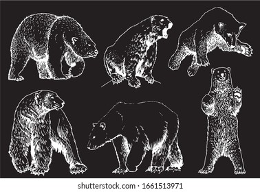 Grafischer Satz von Eisbären einzeln auf schwarzem Hintergrund, Vektorillustration-Gravur