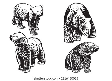 Graphical set of polar bears isolated on white background,vector illustration. Ink pen illustration
