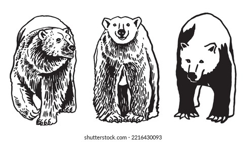 Graphical set of polar bears isolated on white background,vector illustration. Ink pen illustration