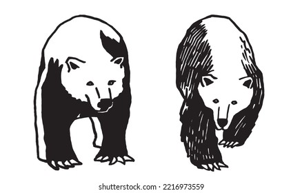 Graphical set of polar bears isolated on white background,vector illustration. Ink pen illustration