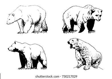 Graphical set of polar and grizzly bears isolated on white background,vector