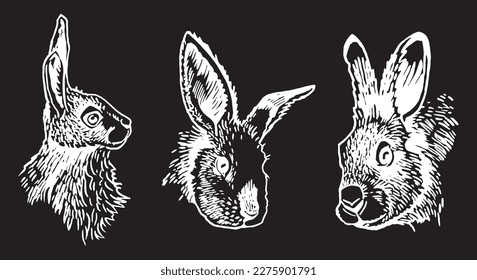 Graphical set of portraits of bunnies isolated on black,vector elements. Hand-drawn rabbits
