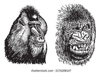 Graphical set of portraits of gorillas isolated on white,vector illustration.Tattoo design , graphical element