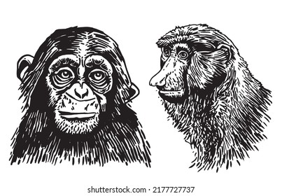 Graphical set of portraits of gorillas isolated on white,vector illustration.Tattoo design , graphical element	