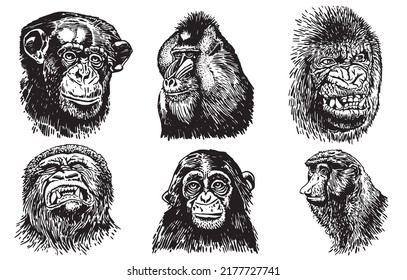 Graphical set of portraits of gorillas isolated on white,vector illustration.Tattoo design , graphical element	