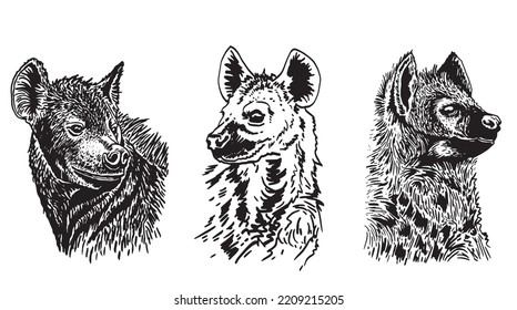 Graphical set of portraits of hyenas isolated on white background,vector illustration,African animal