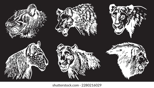 Graphical set of portraits of lions isolated on black,vector illustration. African animal 
