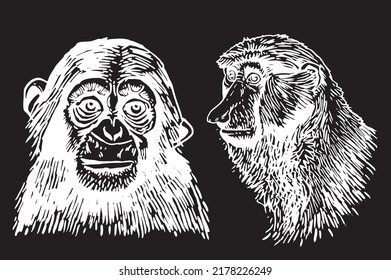 Graphical set of portraits of monkeys isolated on black,vector engraved illustration.Tattoo design , graphical element
