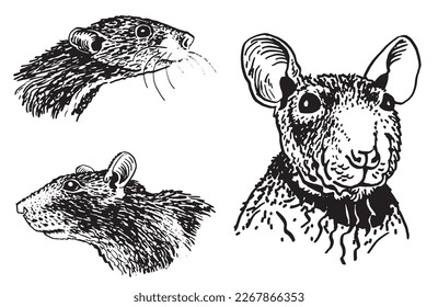 Graphical set of portraits of rats on white isolated,vector illustration