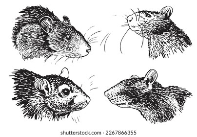 Graphical set of portraits of rats on white isolated,vector illustration