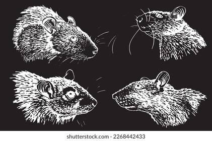 Graphical set of portraits of rats on black isolated,vector engraved illustration