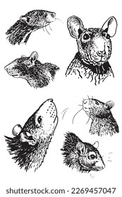 Graphical set of portraits of rats on white isolated,vector illustration