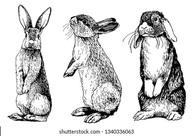 56,843 Rabbit sketch Images, Stock Photos & Vectors | Shutterstock